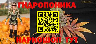 крисы Шебекино
